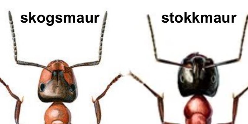 Skogsmaur vs stokkmaur